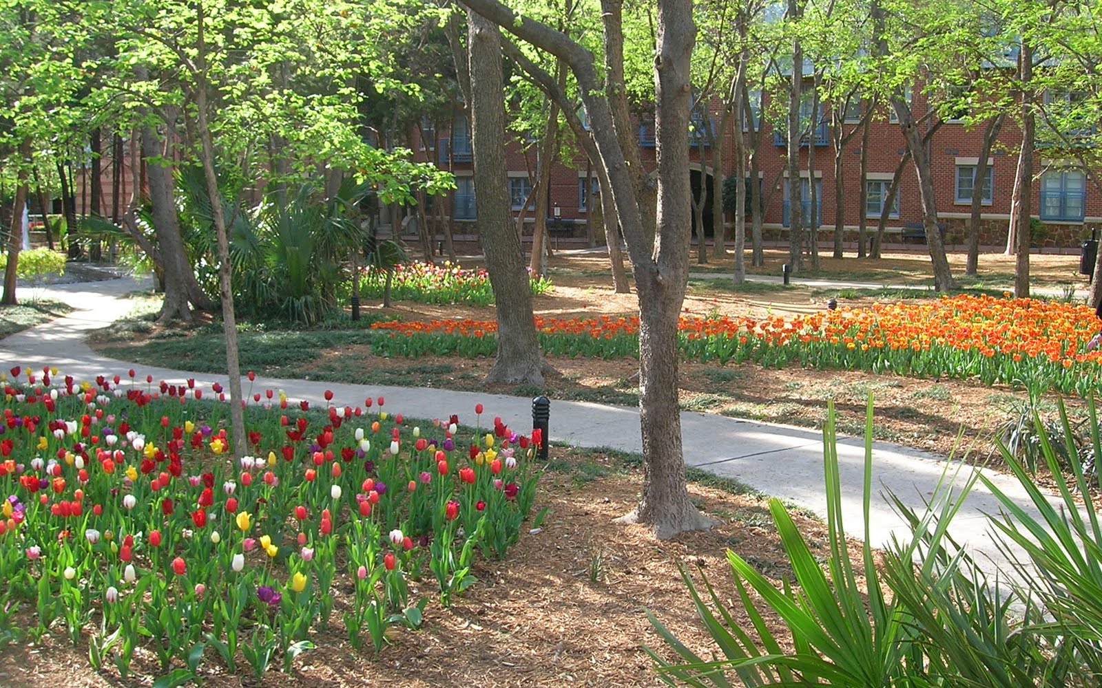tulips at bosque park